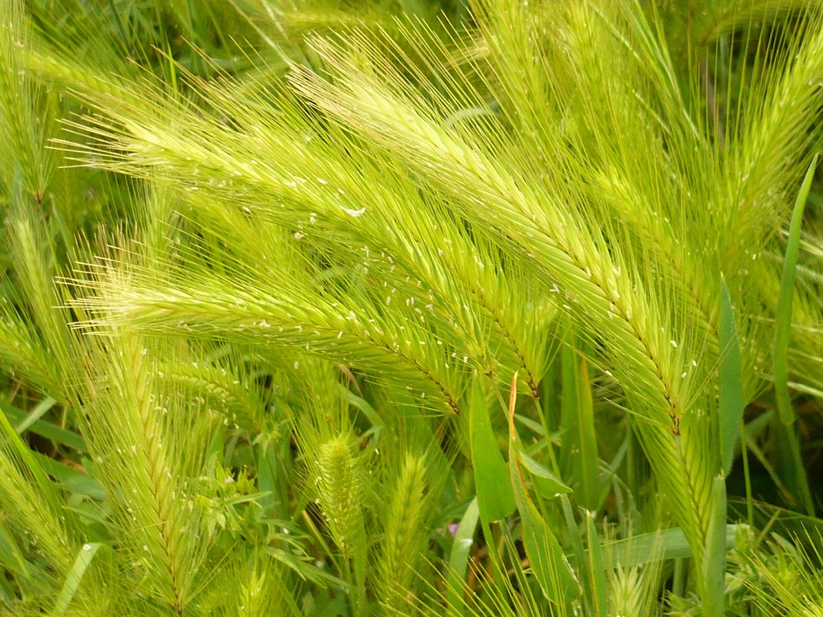 Hordeum murinum subsp. leporinum (Poaceae)